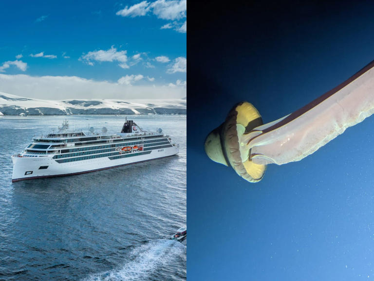 Tourists saw giant phantom jellyfish, typically an elusive species, during Viking Expedition submersible rides. Viking Expedition; Mark Niesink/Viking Expedition
