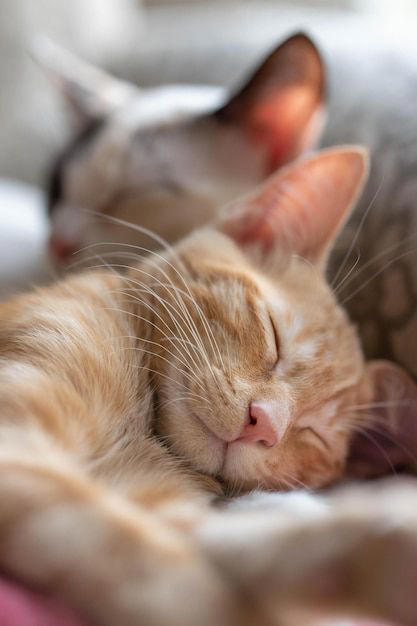 esta es la cantidad de horas que duerme un gato por día, según experta