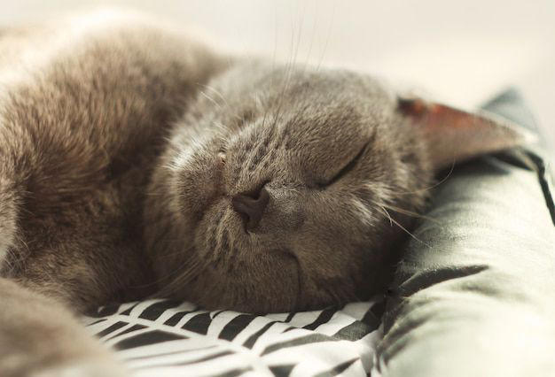 esta es la cantidad de horas que duerme un gato por día, según experta
