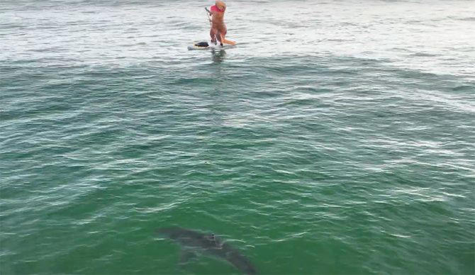 watch a great white shark check out a paddleboarding t-rex