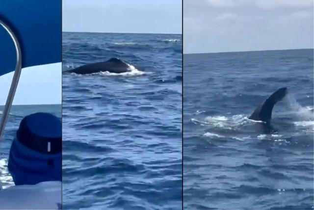 espectáculo natural en video: ballena sorprende a pescadores en bocas de ceniza, barranquilla