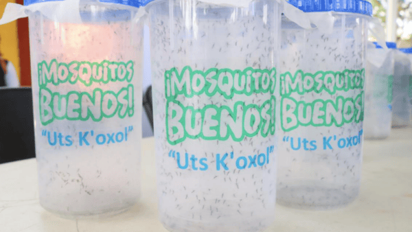 liberan a más de 800 mil mosquitos de laboratorio para combatir el dengue