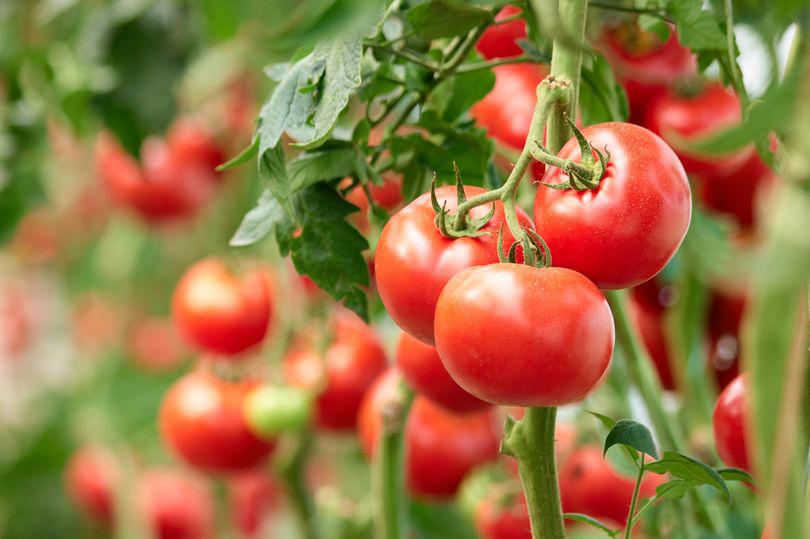 'effective' pruning trick will make tomato plants thrive this summer - and taste better