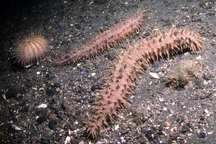 a new animal with 200 legs was just discovered, and it's sucking up deep sea trash