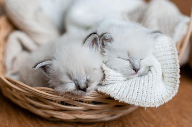 esta es la cantidad de horas que duerme un gato por día, según experta