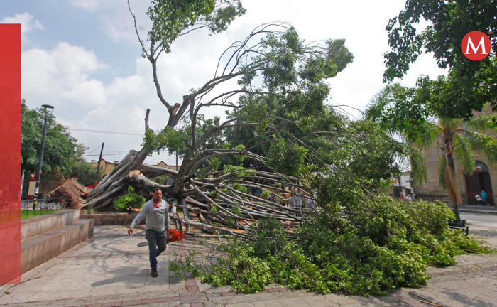 año tras año los árboles del amg caen en temporal de lluvias; especialista explica la razón