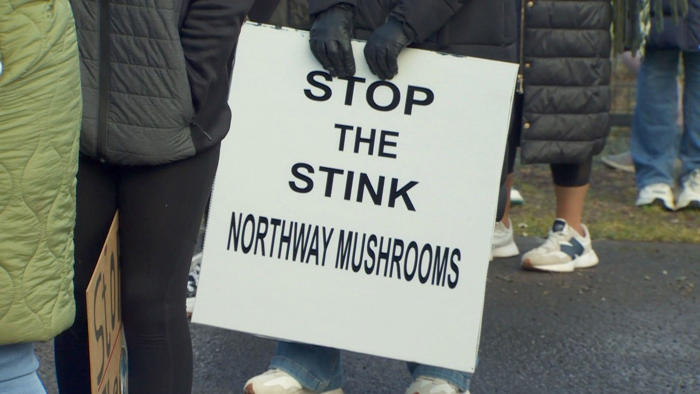 ‘mushroom factory smell affects children’s school life’