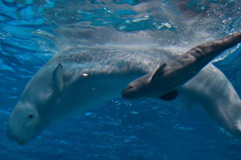 シロイルカのアーリャが赤ちゃん出産 アンナに続き しまね海洋館アクアス、全国最多に