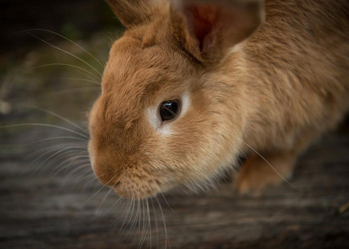 bunny bonanza: myths and facts about rabbits