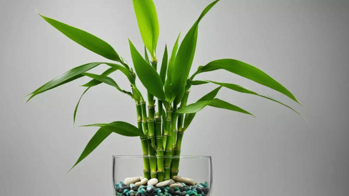 ​lucky bamboo: here's why it’s a must-have in every home