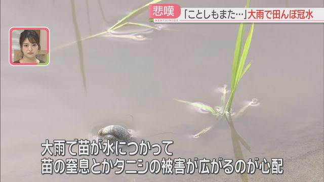 【大雨】「また、ことしも」田んぼに押し寄せた水 田植えを終えたばかりの男性「苗が窒息」福岡