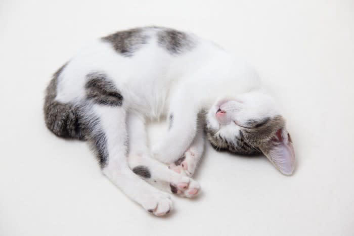 『サバトラ』ってどんな柄の猫？いぶし銀な魅力たっぷりのその特徴や性格を解説！