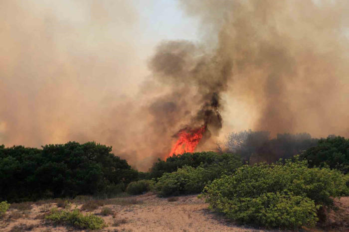 ekoloji uzmanı prof. dr. neyişçi’den yangına karşı rüzgar perdesi önerisi