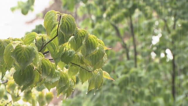香川県の6月の降水量は平年より多く観測史上2位の地点も 梅雨明けは平年並みか