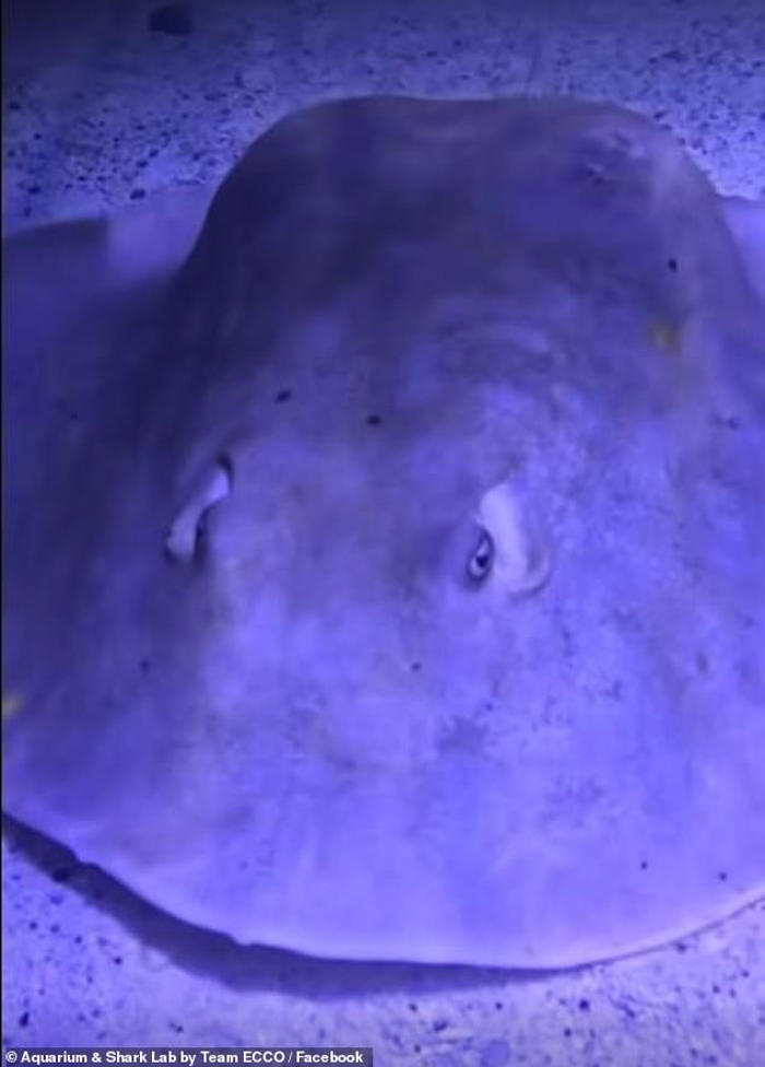tragic update on stingray that became pregnant without male in tank