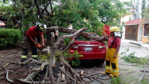 recortar árboles, una estratégia de prevención para aminorar el impacto de un huracán