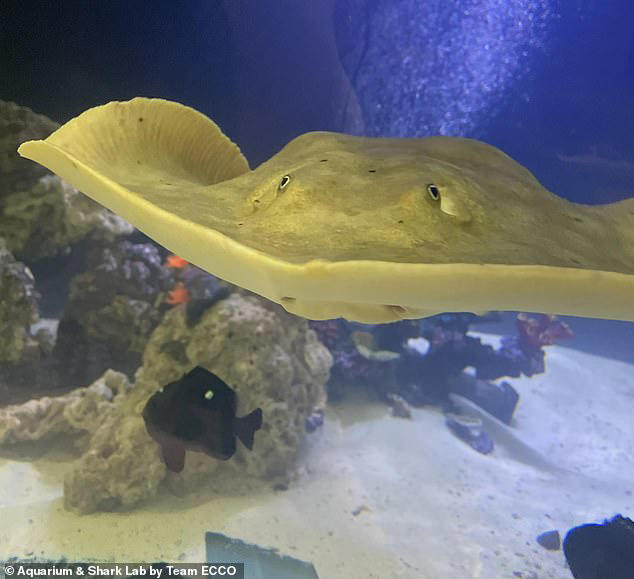 tragic update on stingray that became pregnant without male in tank