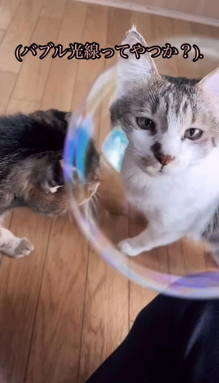 猫と『シャボン玉』で遊んでみたら…2匹の反応が『対照的すぎる』と6万4000回再生「まさかの反応ｗ」「何度見ても面白いｗｗｗ」の声