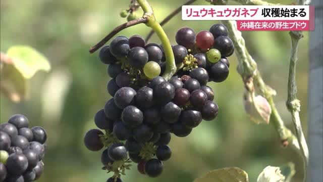 リュウキュウガネブ収穫始まる 沖縄在来の野生ブドウ
