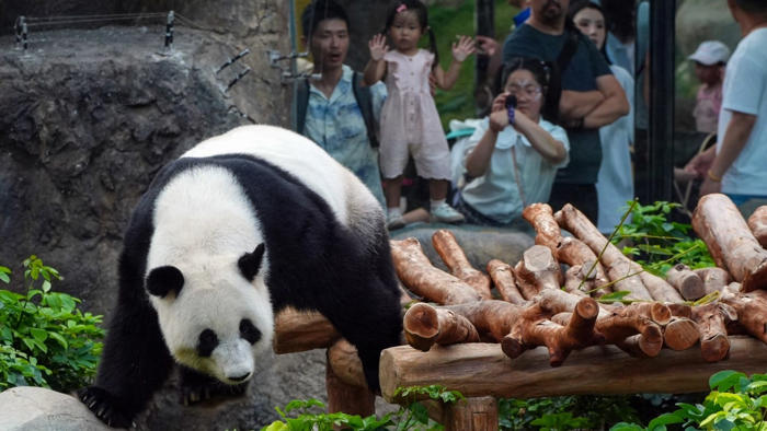 hong kong delegation to head to sichuan to ensure safe arrival of 2 pandas, john lee says