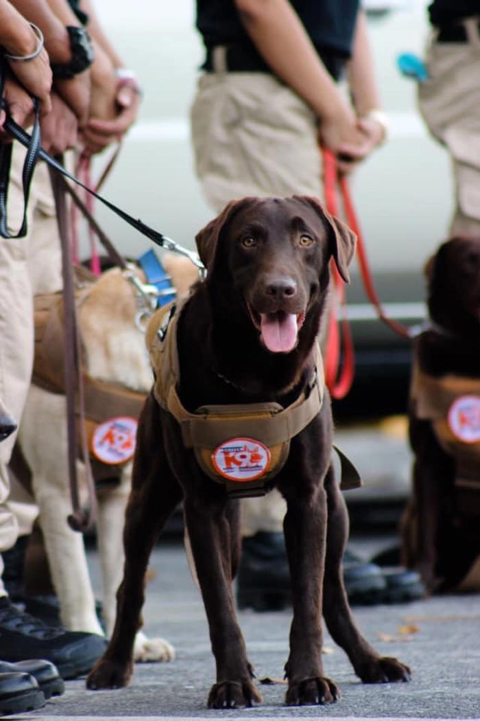 sofitel also says goodbye to its trusted k9 team