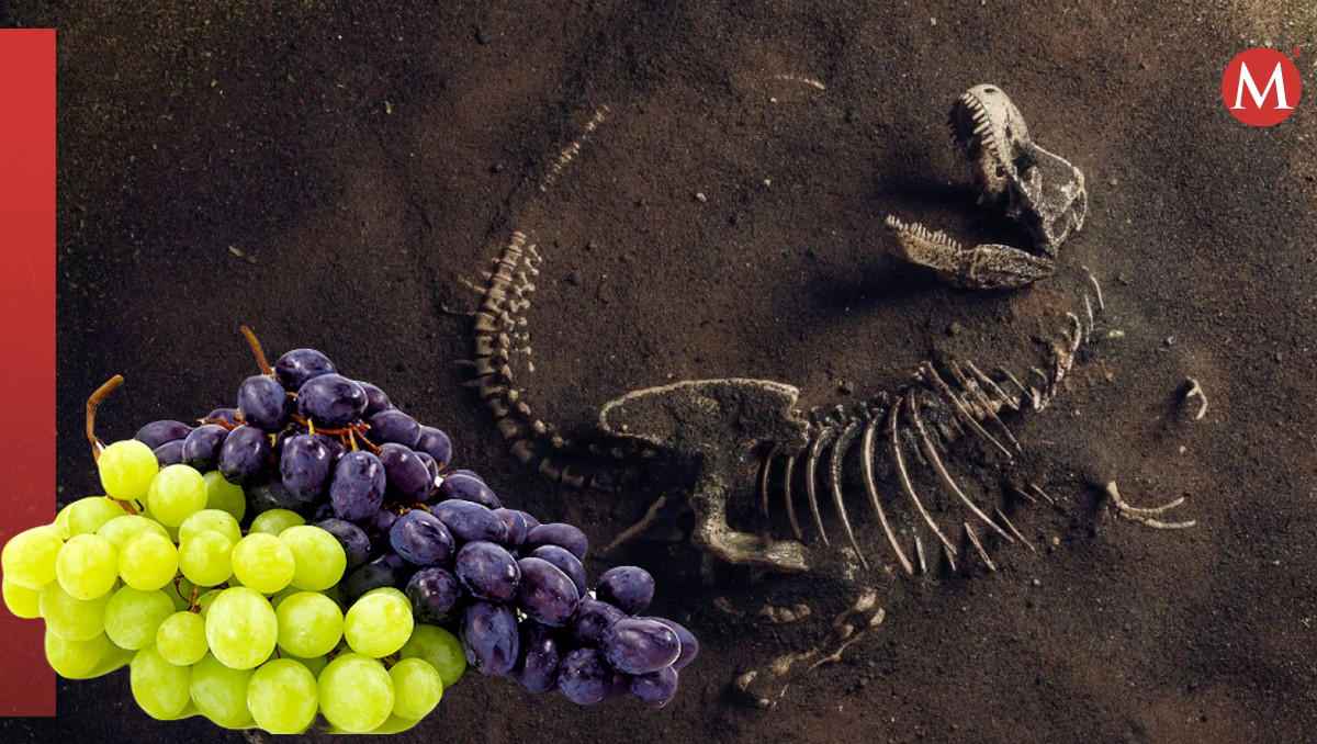 extinción de los dinosaurios permitió la propagación de las uvas