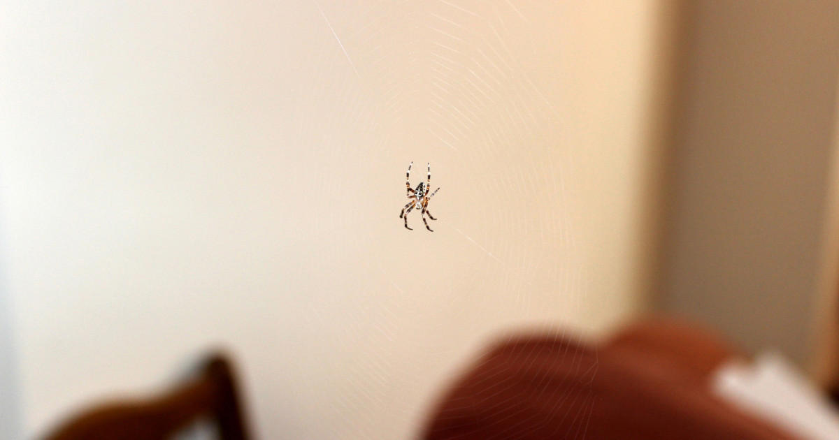 7 takarítási hiba, amitől pókok lehetnek a lakásodban: ezeket érdemes elkerülni