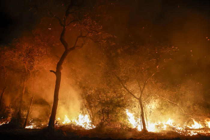 amazon, oenegés de brasil, bolivia y paraguay piden a la ue salvar el pantanal de los incendios