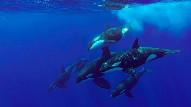 αυτά τα ζώα καταστρέφουν σκάφη αναψυχή- και δεν είναι καρχαρίες