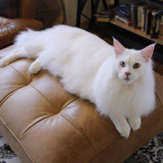 遺伝子“最強”説も！？ ほかの毛色の猫にはない「白猫トリビア」
