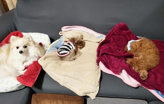 冬の東京をさまようシニアのトイプードル 視力はなく肺水腫で咳が止まらない 老犬を救った人々の愛と勇気