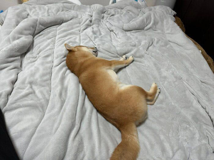 昼寝をしようと思ったら先客が！ベッドのど真ん中を占拠する犬「自分のベッドだ」と思っていそう！？