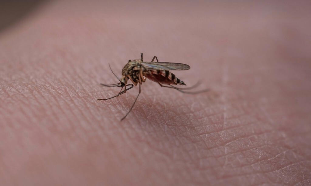 amazon, adiós a las picaduras de mosquitos: este es el dispositivo barato que está triunfando este verano