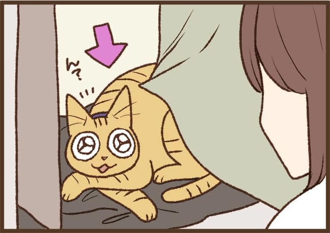 【吉川さん家の猫事情】#48話「あっ、やられた…！」