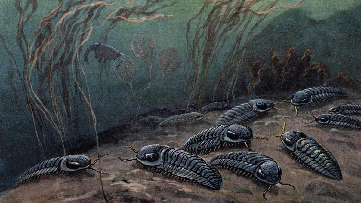 des trilobites de pompéi disparus il y a 250 millions d'années viennent d'être découverts