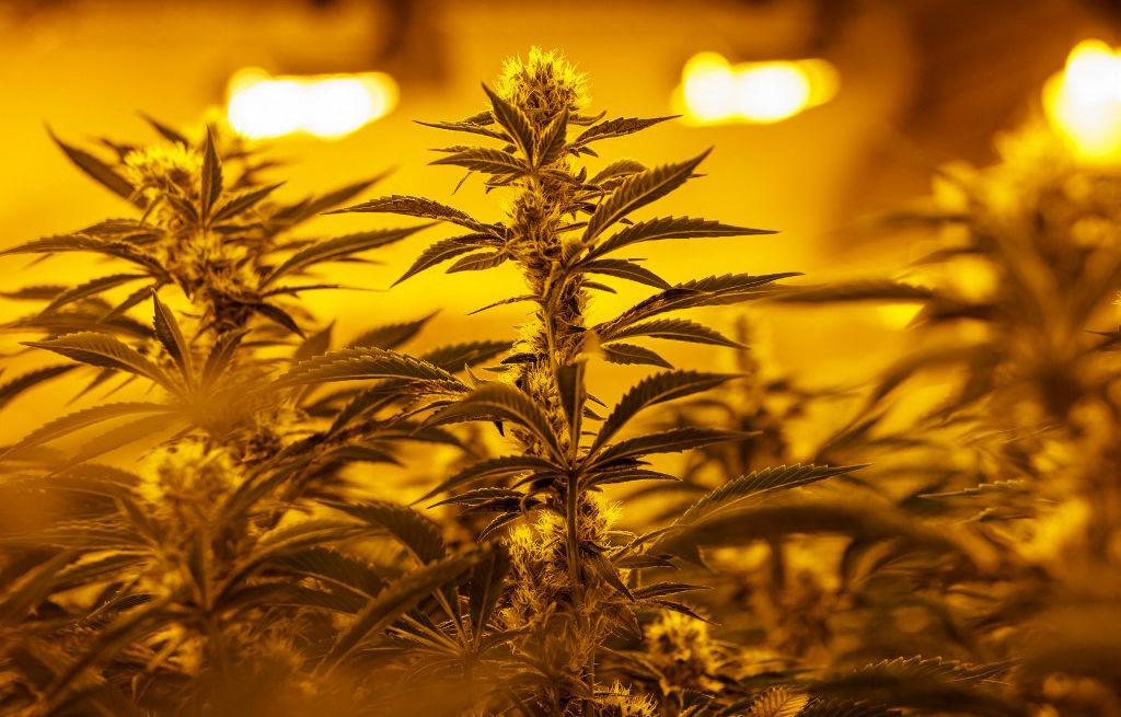 marseille : une ferme géante de cannabis découverte dans un bunker