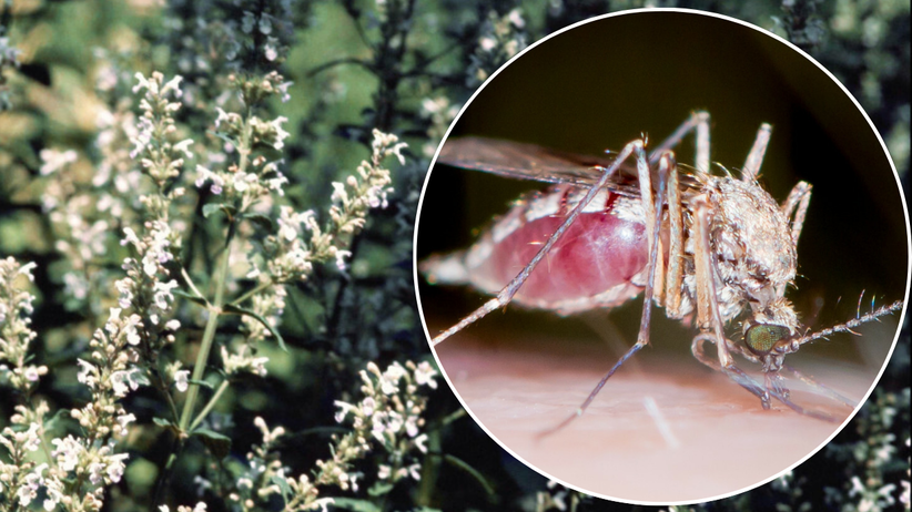 komary będą uciekać szybciej niż przyleciały. nienawidzą tych zapachów