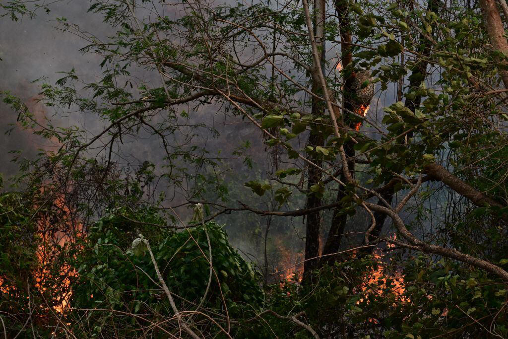 amazon, brasil rompe triste récord de incendios forestales en el amazonas tras 20 años