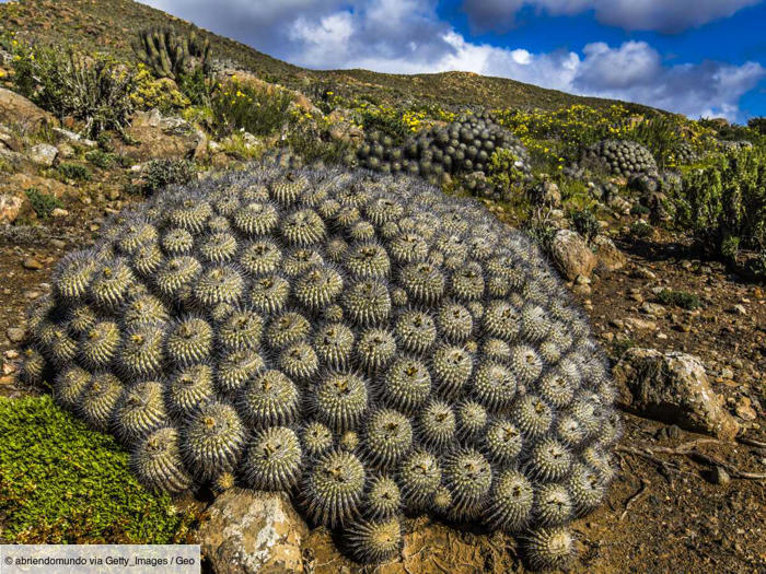 le trafic de succulentes pousse vers l'extinction des cactus endémiques du désert d’atacama