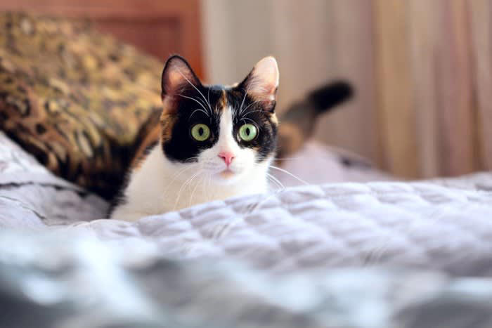 愛猫が死ぬかもしれない『飼い主のイタズラ』4選 絶対さけるべき理由も解説