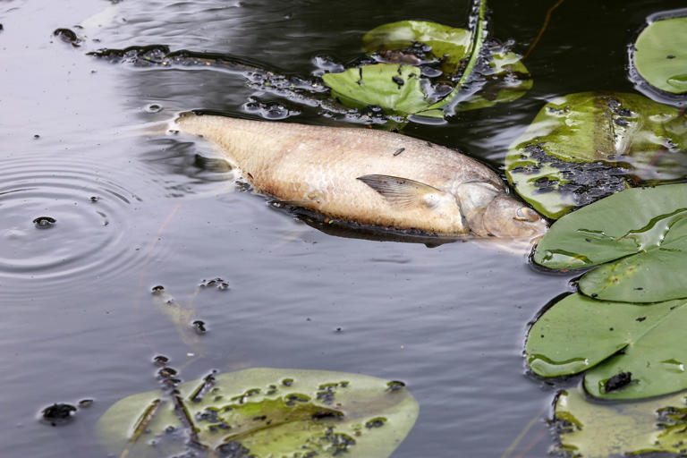 Tote Fische werden aus Osterbekkanal gefischt