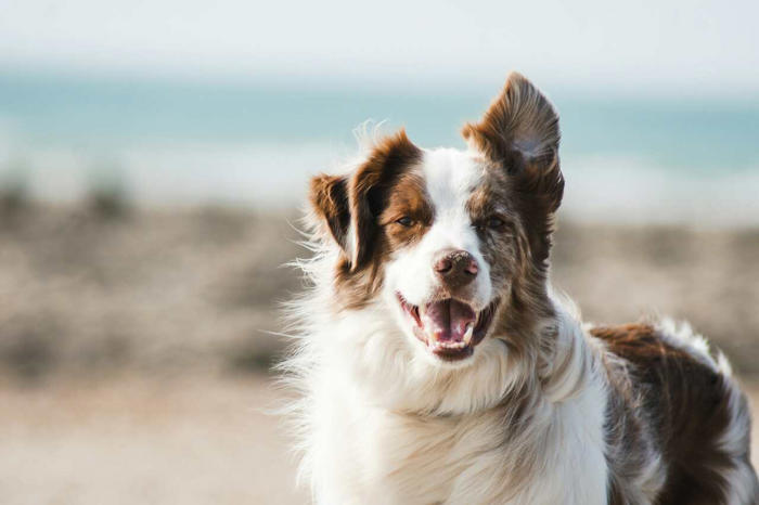 ontdek de 10 gelukkigste en levendigste hondenrassen