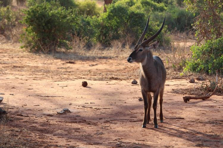 le zoo de lille a accueilli trois femelles antilopes d’une nouvelle espèce, un mâle arrive bientôt