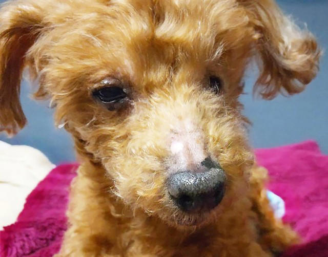 冬の東京をさまようシニアのトイプードル 視力はなく肺水腫で咳が止まらない 老犬を救った人々の愛と勇気