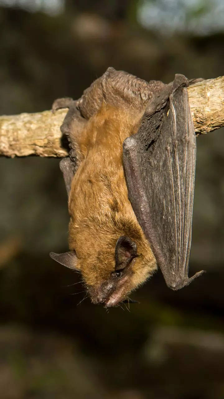 10 animals that sleep more than humans everyday