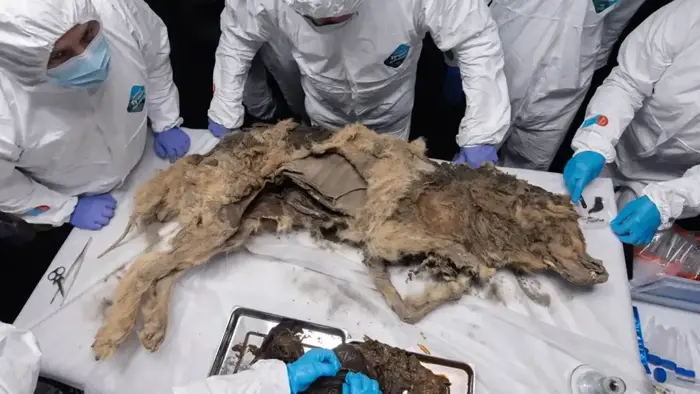 russland: 44.000 jahre alter wolf aus der eiszeit entdeckt