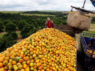 queda na produção de laranja do brasil e eua leva argentina a investir no setor