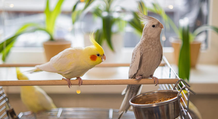 pappagallo domestico: un perfetto animale da compagnia