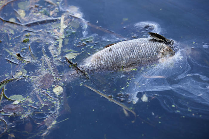 tote fische werden aus osterbekkanal gefischt