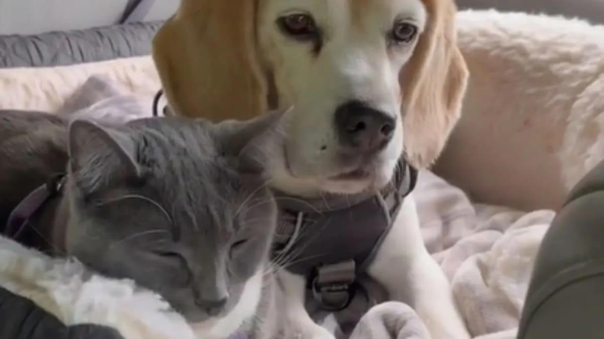 video. cane e gatto in auto: quello che succede è incredibile!